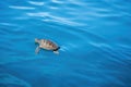 seaturtle swimming across calm and serene blue sea