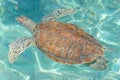 Seaturtle swimming in clear seawater Royalty Free Stock Photo