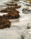 Seaweed