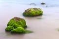 Seaweed algae on boulder like paradise island Royalty Free Stock Photo