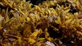 Seaweed and algea plants at the surface of the sea