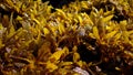 Seaweed and algea plants at the surface of the sea