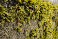 Seaweed anchored to concrete wall between low tide mark and high tide mark St Ives Cornwall England UK Royalty Free Stock Photo