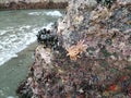 Seaweed attached to the rock formation exposed by king low tide