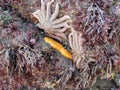 Seaweed attached to the rock formation exposed by king low tide