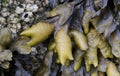 Seaweed and Barnacles