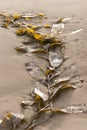 Seaweed on Beach