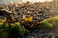 Seaweed on beach backlit by setting sun, the sparkle of wet pebbles behind Royalty Free Stock Photo