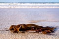 Seaweed on a beach in Portnoo County Donegal - Ireland Royalty Free Stock Photo