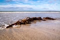 Seaweed on a beach in Portnoo County Donegal - Ireland Royalty Free Stock Photo