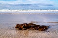 Seaweed on a beach in Portnoo County Donegal - Ireland Royalty Free Stock Photo