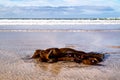 Seaweed on a beach in Portnoo County Donegal - Ireland Royalty Free Stock Photo