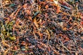 Seaweed on a beach in Rossbeg County Donegal - Ireland Royalty Free Stock Photo