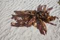 Seaweed on beach sand Royalty Free Stock Photo