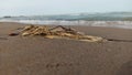 seaweed on the beach, sand, nature, the shore of lake Balkhash Royalty Free Stock Photo