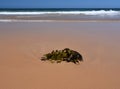 Seaweed on the beach in the sand