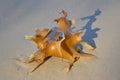 Seaweed on beach