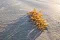 Seaweed on the Beach