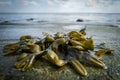 Seaweed at the beach of Wilhelmshaven