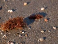 Seaweed beached on Rhodes.