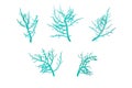 Seaweed branches set isolated on white. Transparent png additional format