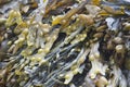 seaweed Royalty Free Stock Photo