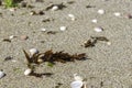 Seaweed on the sandy shore of the Mediterranean Sea among seashells Royalty Free Stock Photo