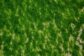 Seaweed close up texture. Top view of sand beach and algae at low tide. Royalty Free Stock Photo