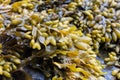 Seaweed closeup in coastal Maine Royalty Free Stock Photo