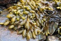 Seaweed closeup in coastal Maine Royalty Free Stock Photo