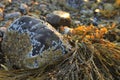 Seaweed closeup in Maine at dawn among rocks and barnacles