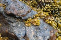 Seaweed closeup on rocks Royalty Free Stock Photo