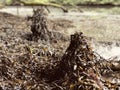 Seaweed cones - Cornwall