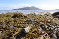 Seaweed covered beach and offshore island