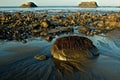 Seaweed Covered Boulder on Oregon Coast