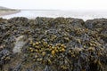 Seaweed covered stones near the Wadden Sea