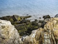 Seaweed Covered Coastline