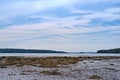 Seaweed covered mud flats at low tide in Searsport, Maine