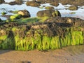 Seaweed covered rocks