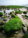 Seaweed covered rocks on the shoreline