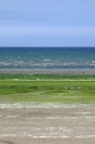 With seaweed covered sand on the beach of Saint Michel-en-GrÃÂ¨ve (Bretagne) Royalty Free Stock Photo