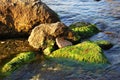 Seaweed-covered stones.