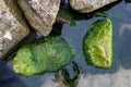 Seaweed covered stones in seawater. Beach on the Baltic Sea in Central Europe. Royalty Free Stock Photo