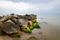 Seaweed covered stones in seawater. Beach on the Baltic Sea in Central Europe. Royalty Free Stock Photo