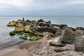 Seaweed covered stones in seawater. Beach on the Baltic Sea in Central Europe. Royalty Free Stock Photo