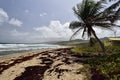 The seaweed-covered Walkers Beach in the east-north side of Barbados island