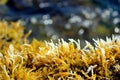 Seaweed Royalty Free Stock Photo