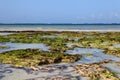 Seaweed on Dania beach in Kenya Royalty Free Stock Photo