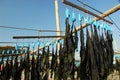 Seaweed drying in the sun on the beach