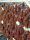 Seaweed drying under sun light. Royalty Free Stock Photo